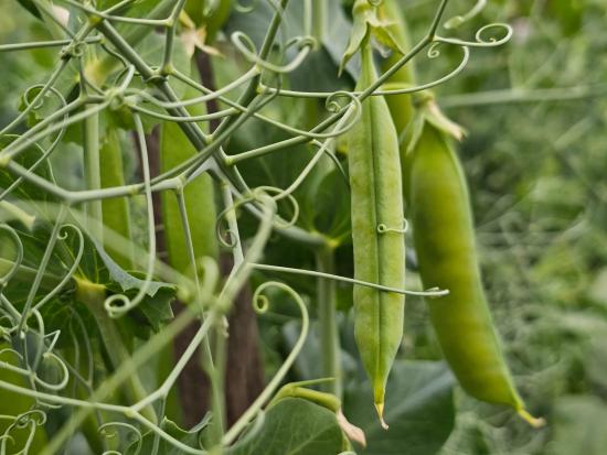 Иркутская область поставила в 2025 году несколько аграрных рекордов