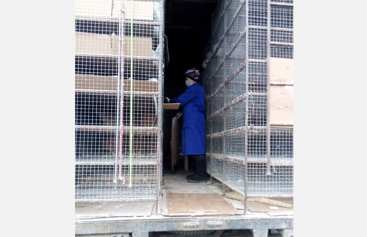В Куменском районе предприниматель продавал цыплят без документов