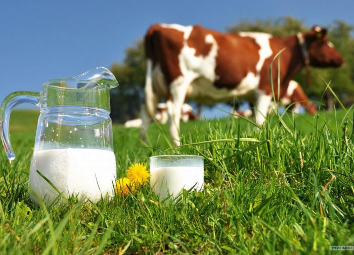 Названы продукты, которые лучше всего сочетаются с молоком