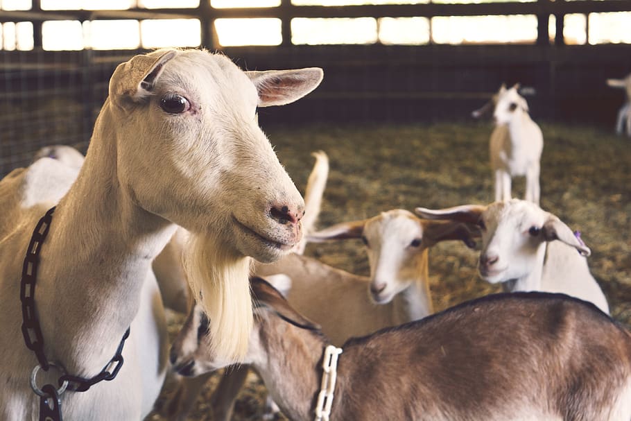 Во Владимирской области выявлены 4 вспышки заболевания оспой овец и коз