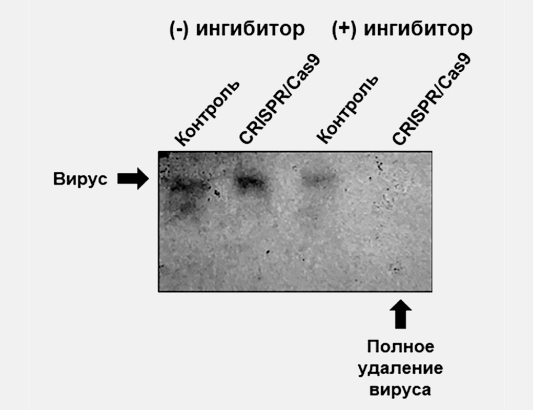 Вирус исчезает. 3. Вирусы гепатита с. Вирус гепатита фото.