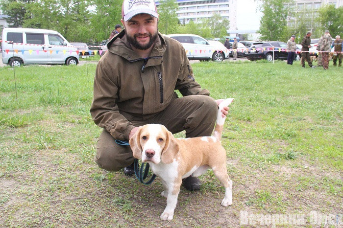 Лайки, борзые и гончие: в Омске прошла выставка охотничьих собак