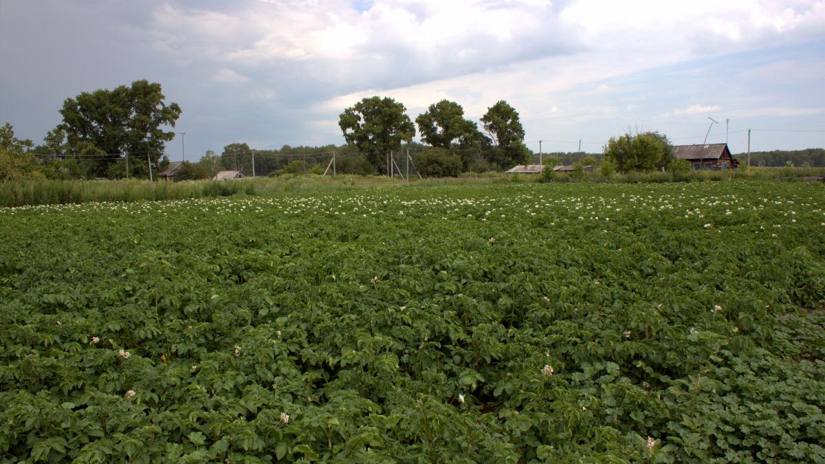 Восток Картофель