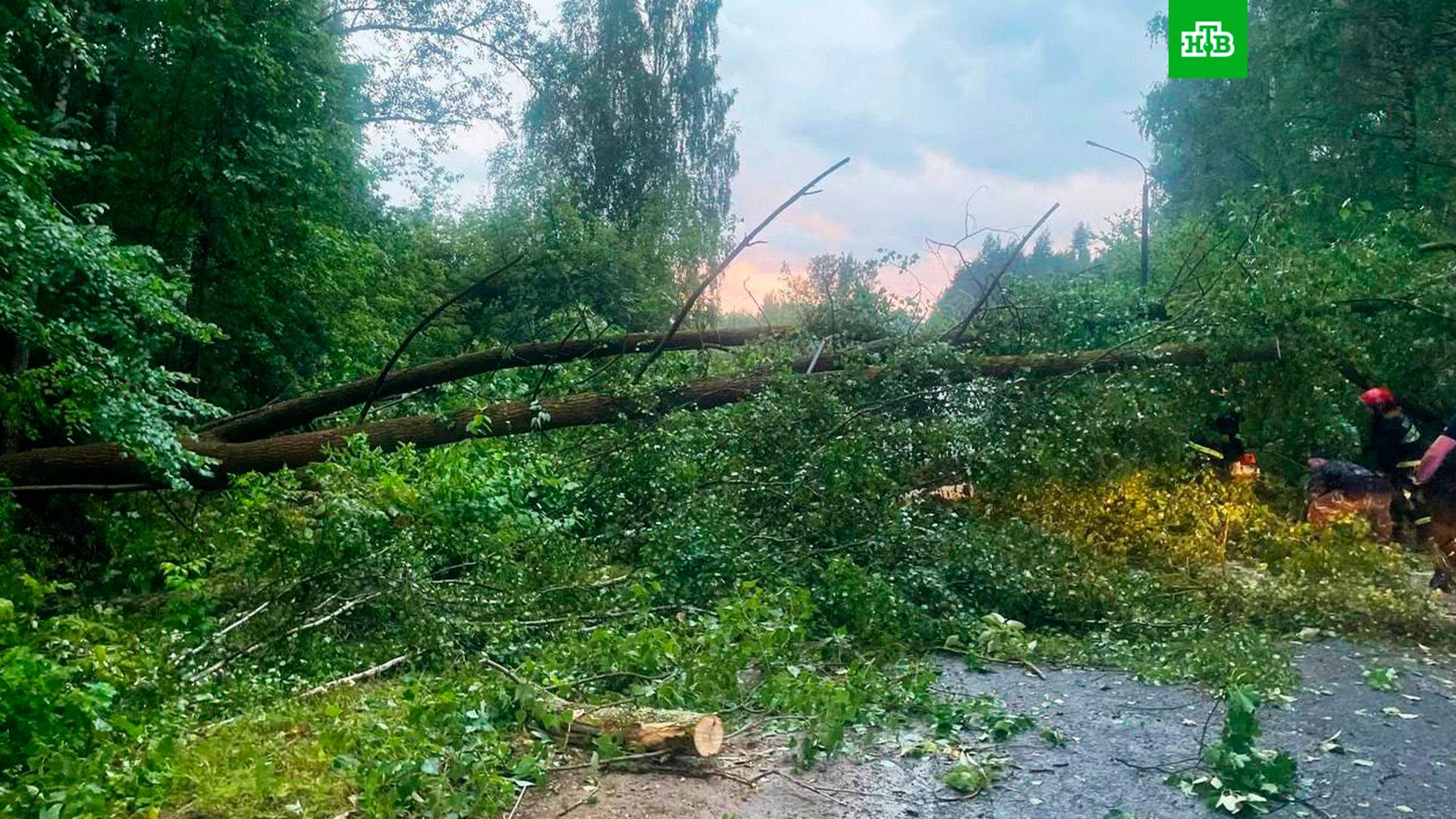 Торнадо минске. Поваленное дерево. Поваленный лес. Ураган фото. Ураган в Минске.