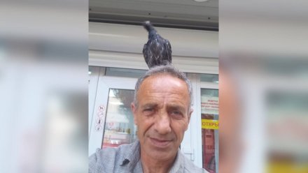 Волонтёры выпустили на волю голубя, «осиротевшего» при теракте ВСУ на Воронеж