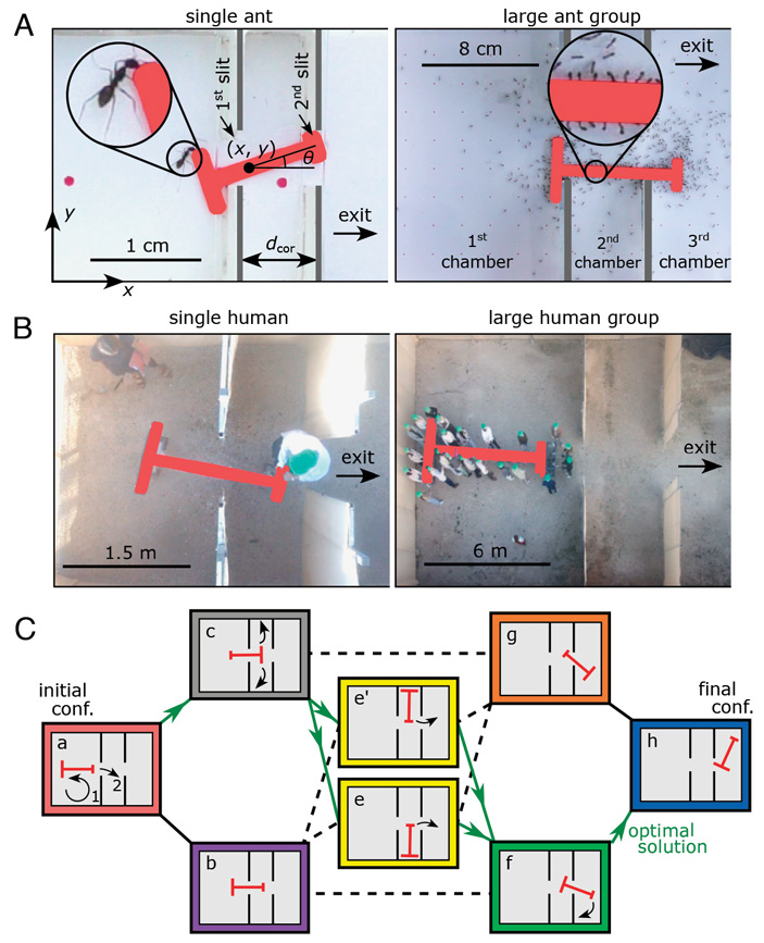 Рис. 2. Муравей-одиночка и большая группа муравьев (А); отдельный человек и большая группа людей (B) в процессе решения задачи. С — последовательность действий, необходимых для успешного проноса груза через препятствие
