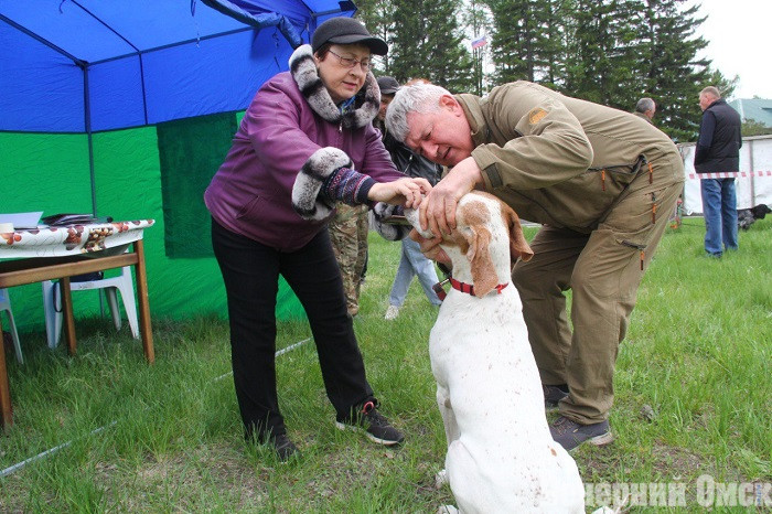 Лайки, борзые и гончие: в Омске прошла выставка охотничьих собак