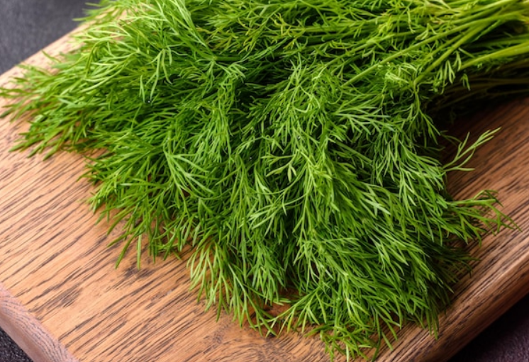 Укроп кустовой теневыносливый. Укроп ем. Укроп душистый пучок. Укроп красивый. Укроп кудрявый семена.