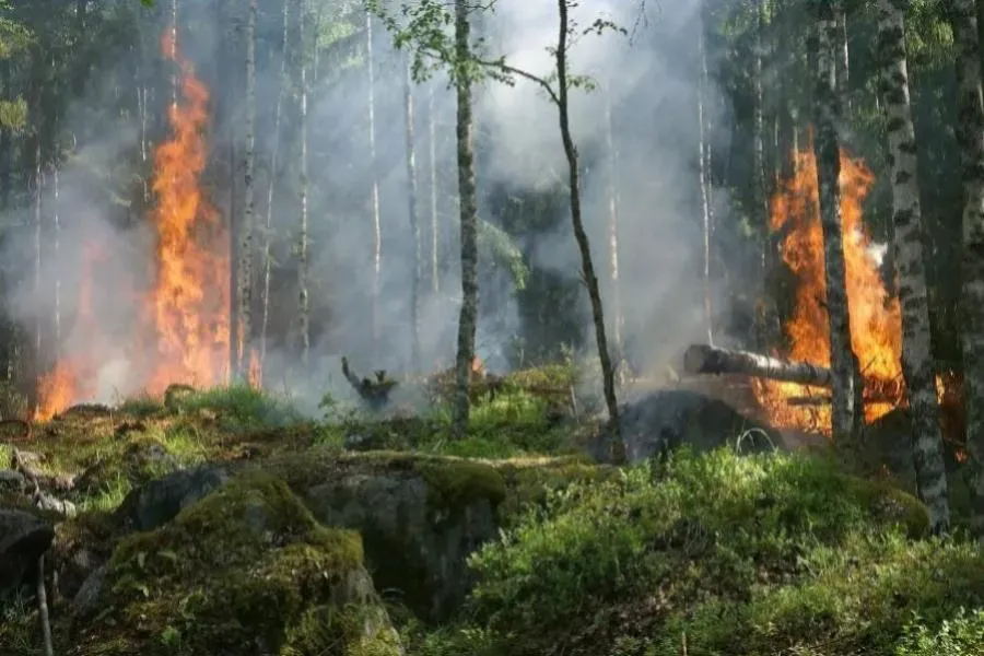 Губернатор Ленобласти Александр Дрозденко подписал сводный план тушения лесных пожаров на 2024 год | ФОТО Pixabay