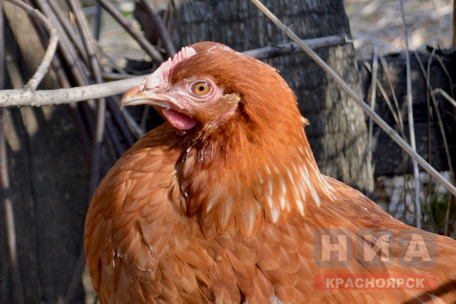 kurica
