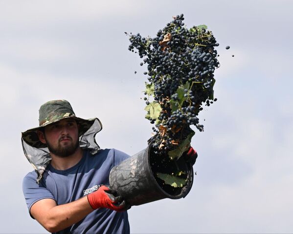 Поэтапно ртвели охватит всю страну, в зависимости от того, когда там созреет виноград - Sputnik Грузия