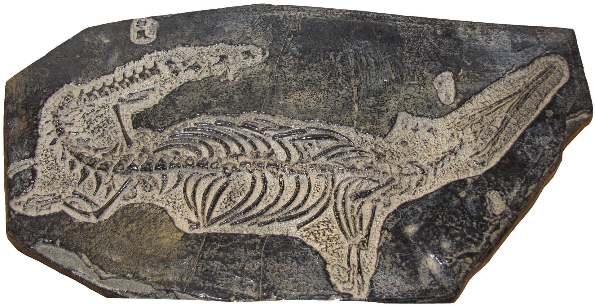 Ископаемые рептилии. Мезозавр окаменелости. Ископаемые останки. Окаменелости животных. Древнее ископаемое.