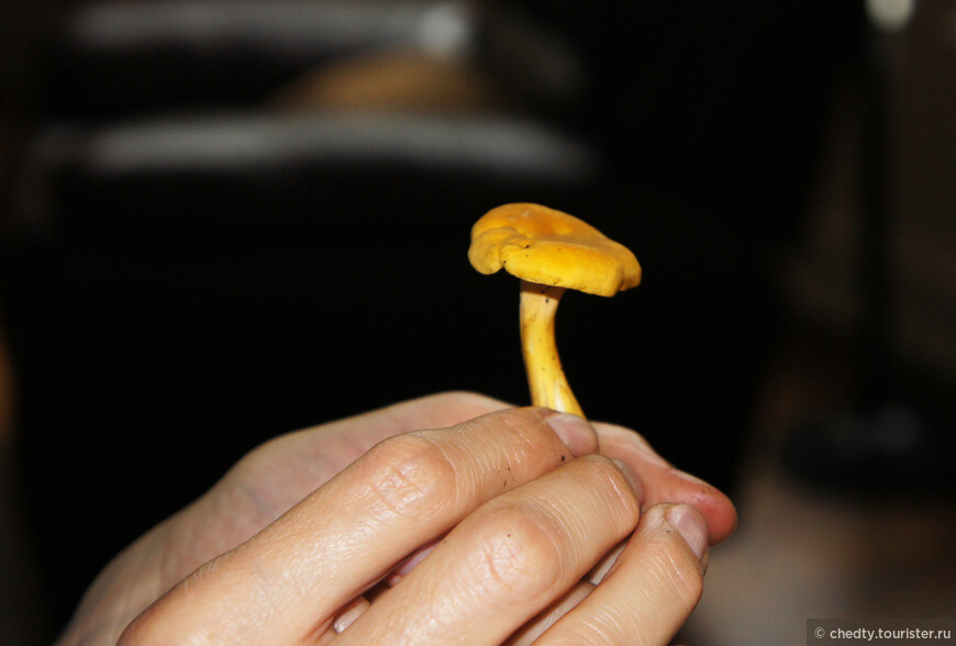 Жизнь на опушке леса