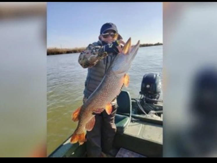 Астраханец поймал трофейную щуку