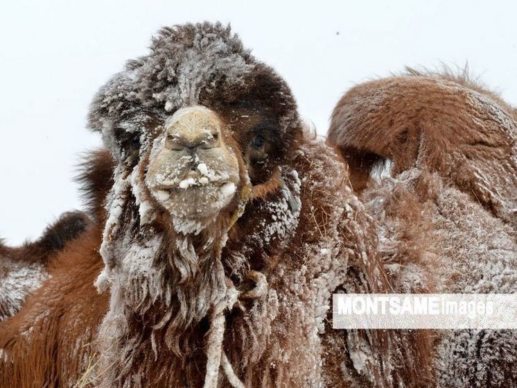 В Монголии покорили дипломатический корпус двугорбыми верблюдами