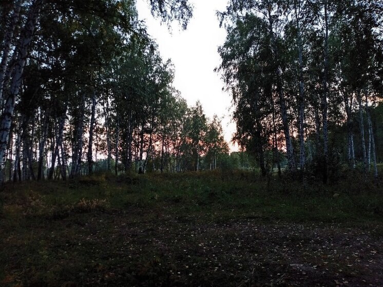 Омичам рассказали о состоянии и развитии лесной отрасли региона