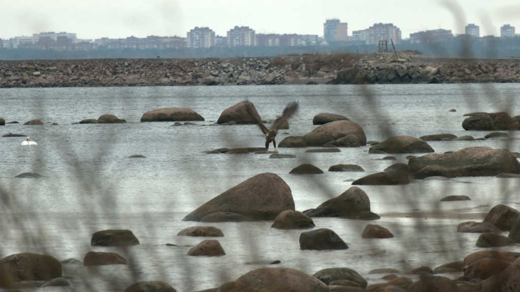 В Сосновом Бору заметили краснокнижного орлана-белохвоста финский залив, Сосновый Бор, Павел Глазков, орлан-белохвост, Ленобласть