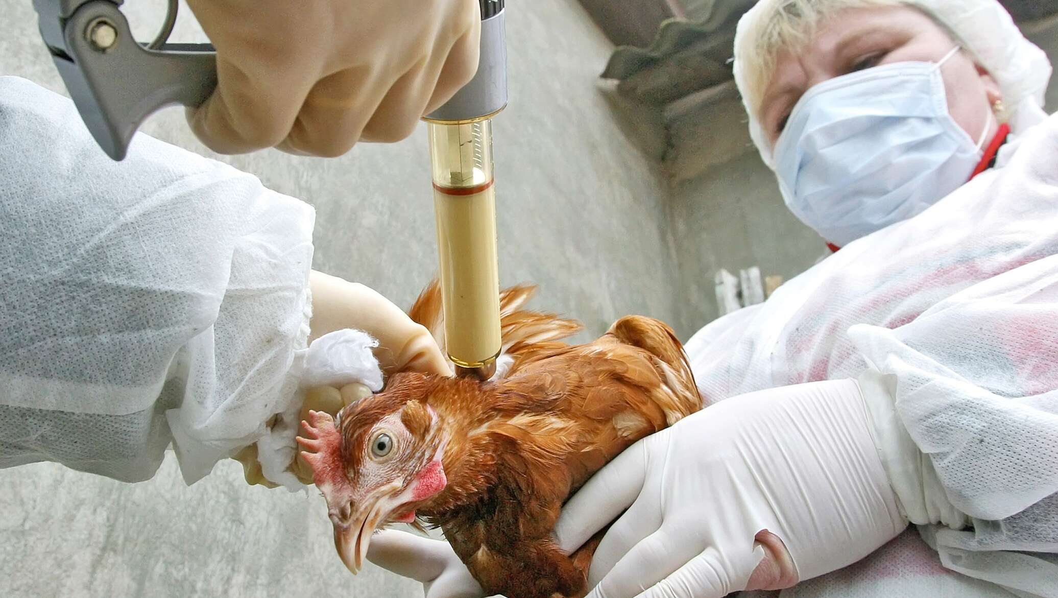 Прививка от птичьего гриппа. Ньюкаслская болезнь птиц вакцина. Грипп птиц болезнь Ньюкасла.