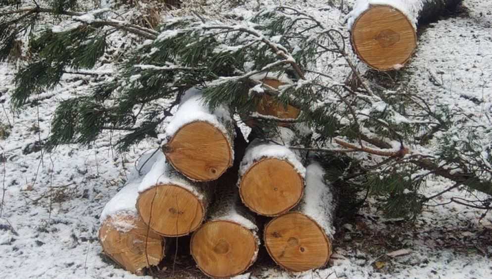 Брянский суд не смягчил приговор лесному инспектору за вырубку деревьев на 4 млн рублей