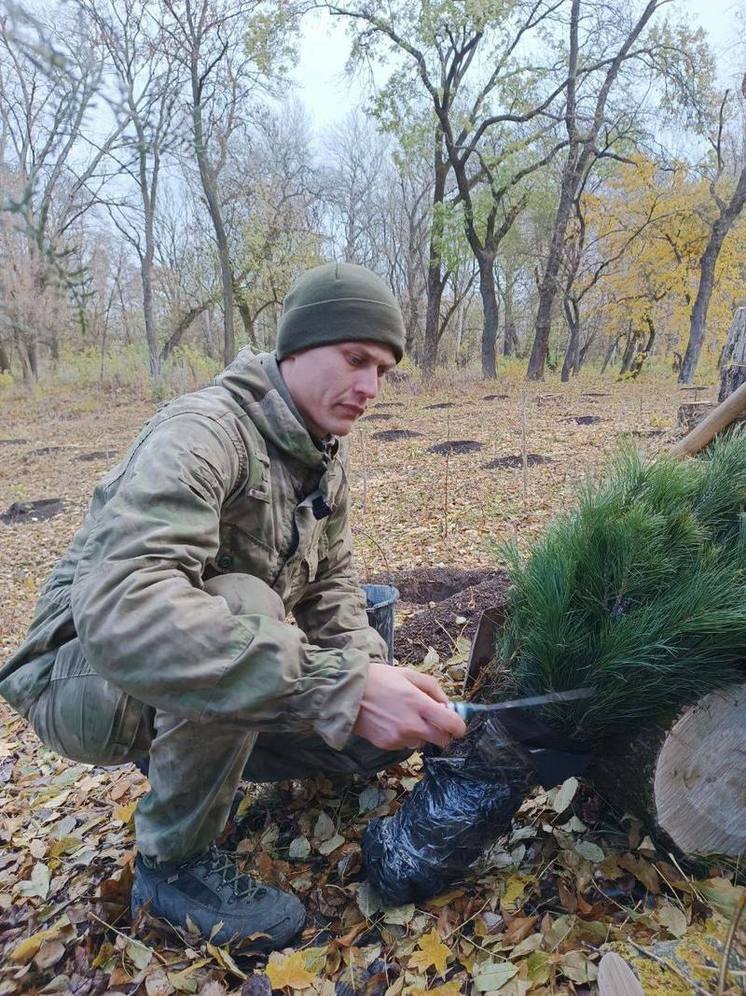 Кедры из Югры будут расти в ДНР