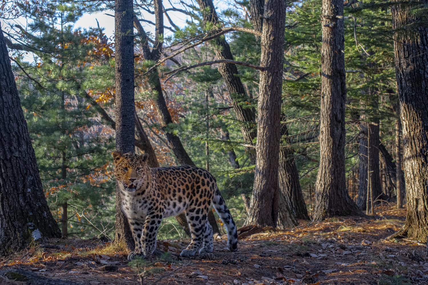 Фото: Сергей Горшков / пресс-служба нацпарка «Земля леопарда»