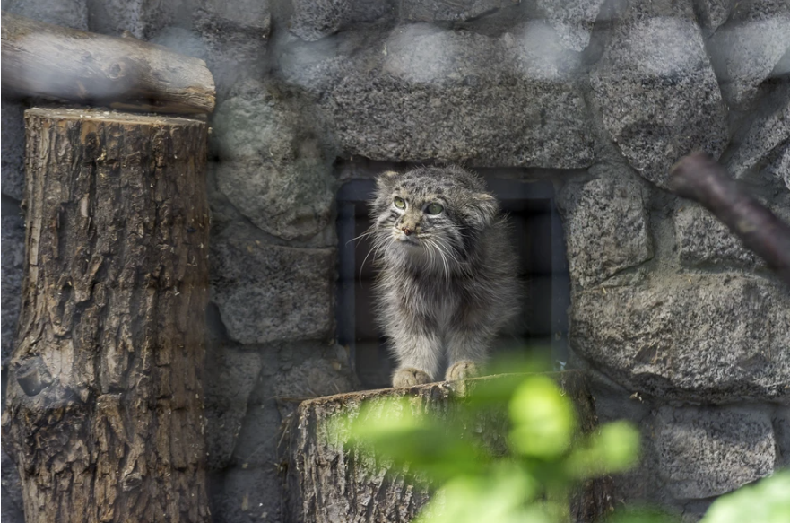 Тувинские манулы справили свой праздник в зоопарке в Новосибирске