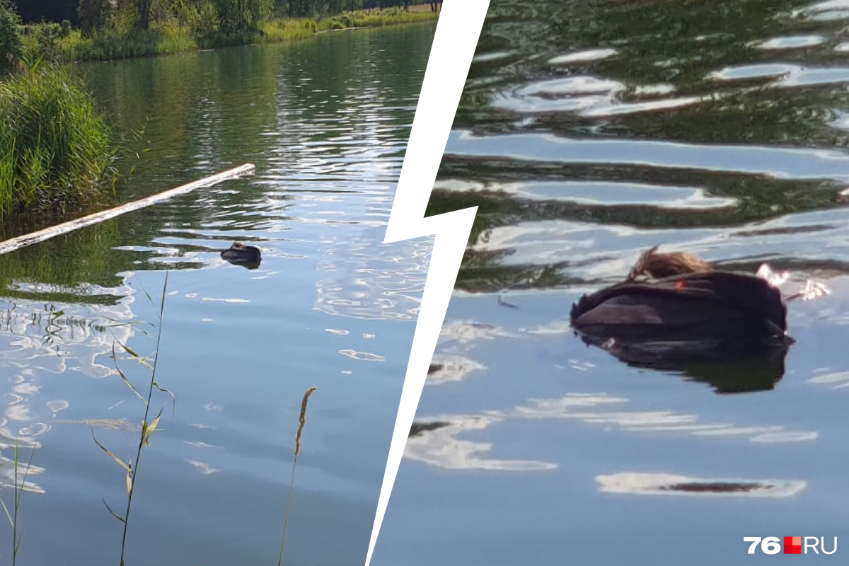 Спасение утопающего. Курское водохранилище на реке тускарь. Как получить концовку утонуть в озере. Как получить концовку утонуть в озере. Как получить концовку утонуть в озере.