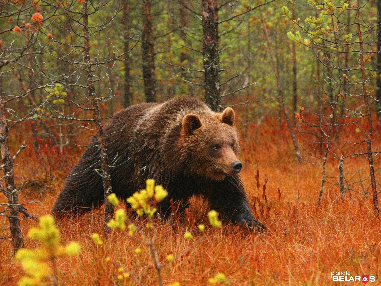 Медведи и рыси в Беларуси размножились так, что мешают человеку