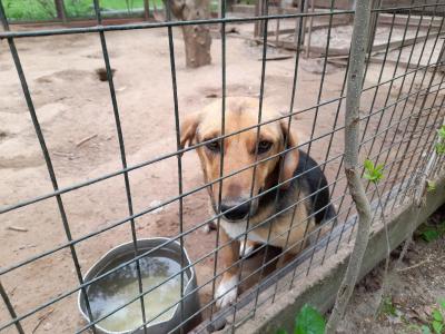 В Советском районе мальчика покусала собака