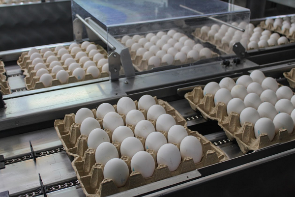 Кировское УФАС анализирует информацию по ценам от производителей яиц