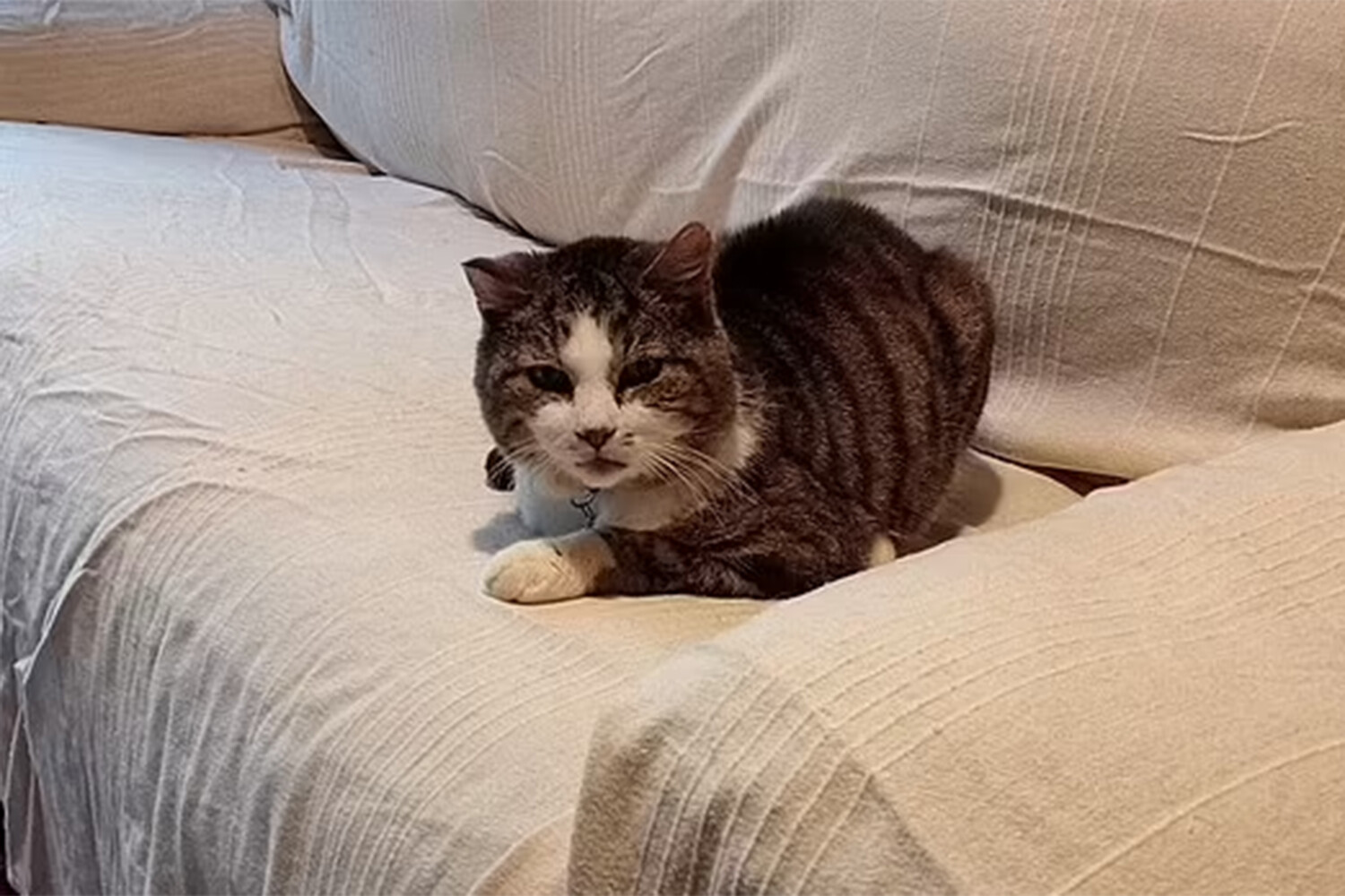 Кот дома