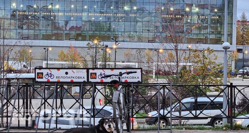 В Сыктывкаре появится еще одна площадка для выгула собак 
