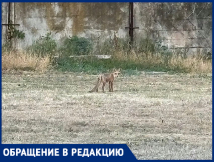 Лисы облюбовали поселок в Краснодарском крае: жители разделились на два лагеря