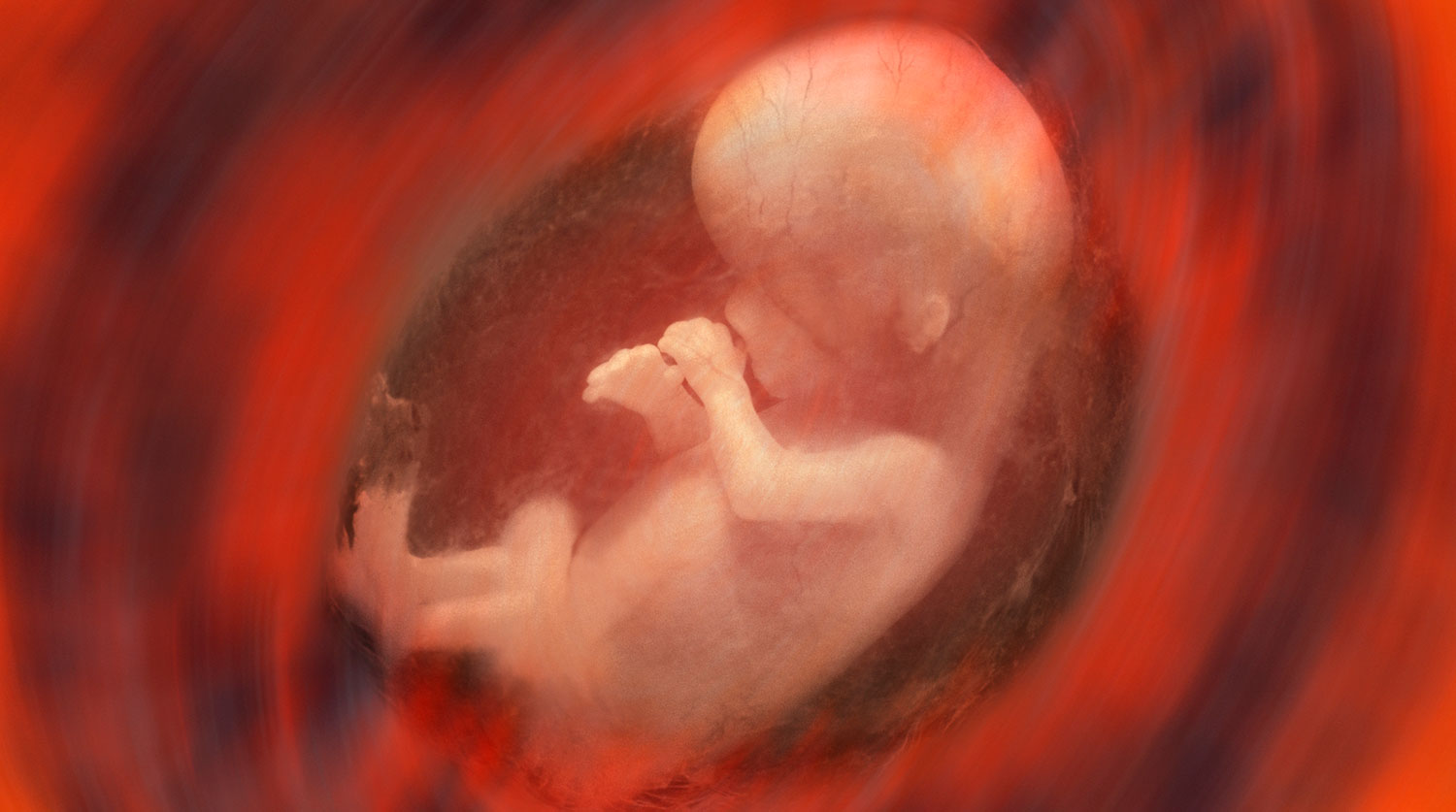 эмбрион на 11 день