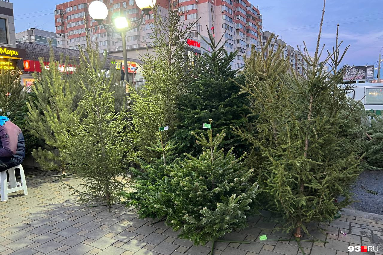 Елочный базар ейск. Елочные базары в москве 2022. Елочные базары в краснодаре 2021. Елочные базары в краснодаре 2021. Елочный базар 2020 краснодар.