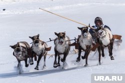 День оленевода будут праздновать почти два месяца