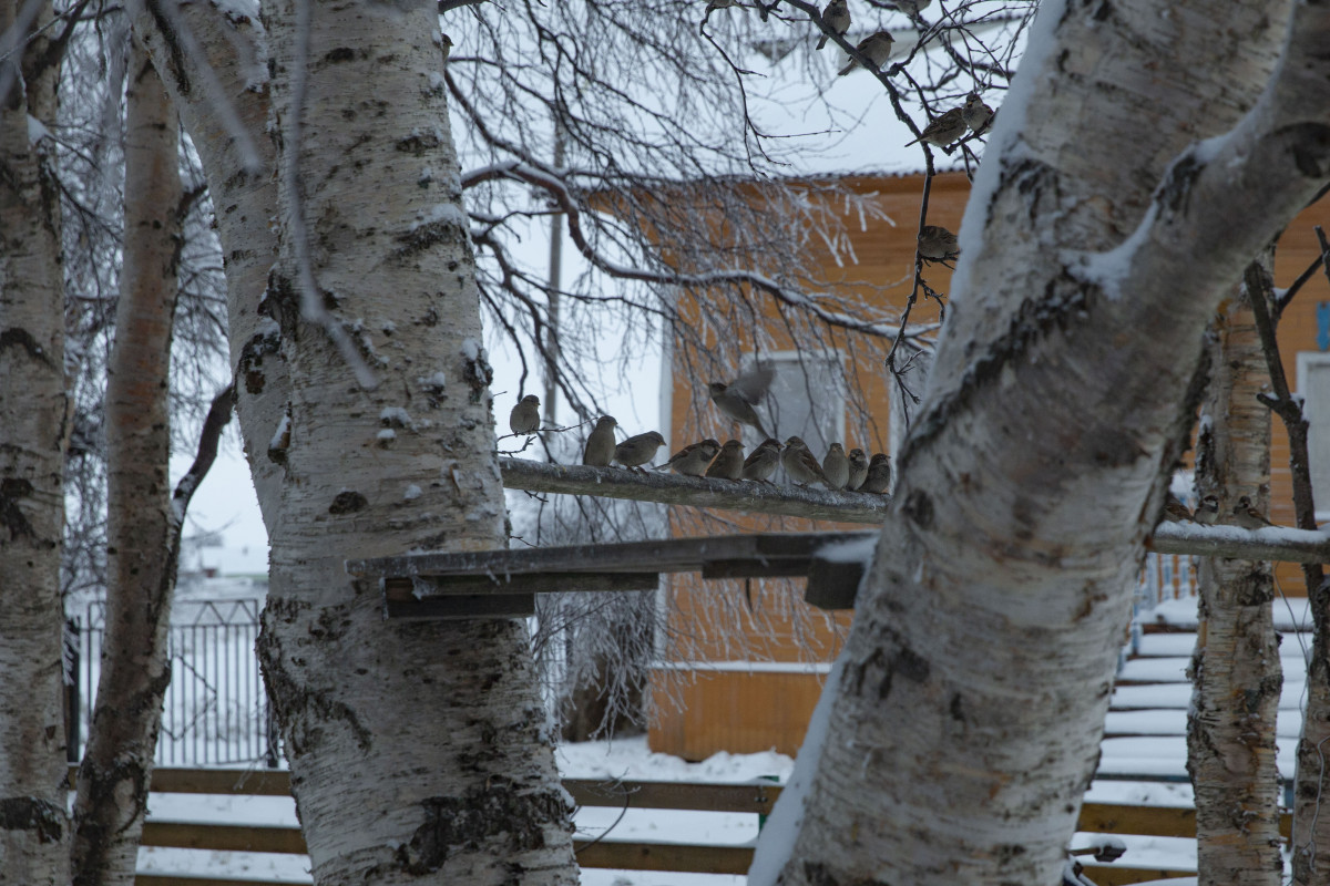 Снежное кружево на деревьях 6 букв