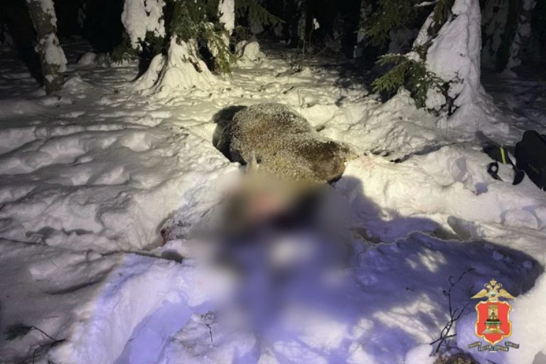 Задержан 60-летний браконьер, застреливший лосиху в Тверской области