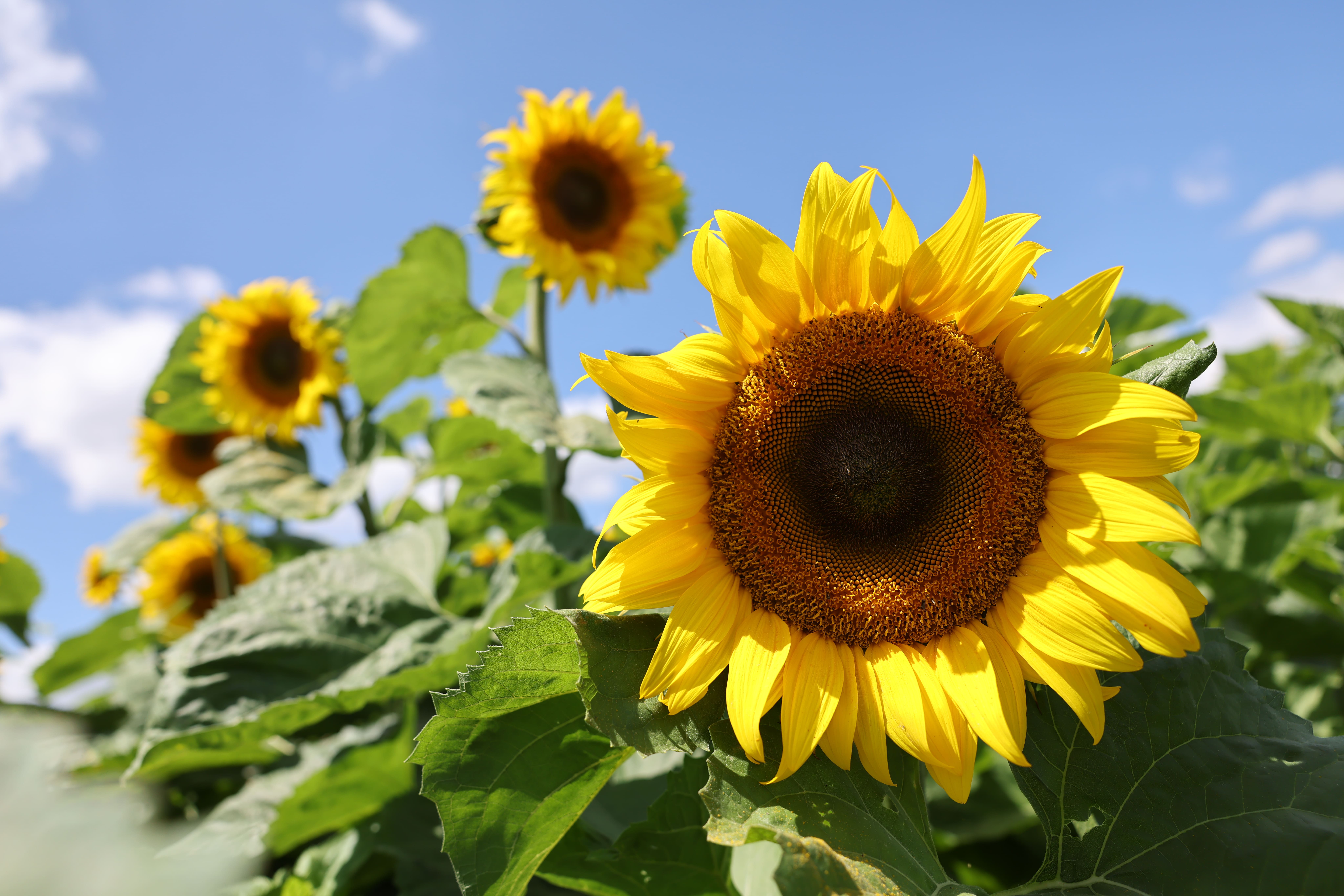 За 5 лет экспорт сельскохозяйственной продукции Удмуртии вырос почти в 6 раз