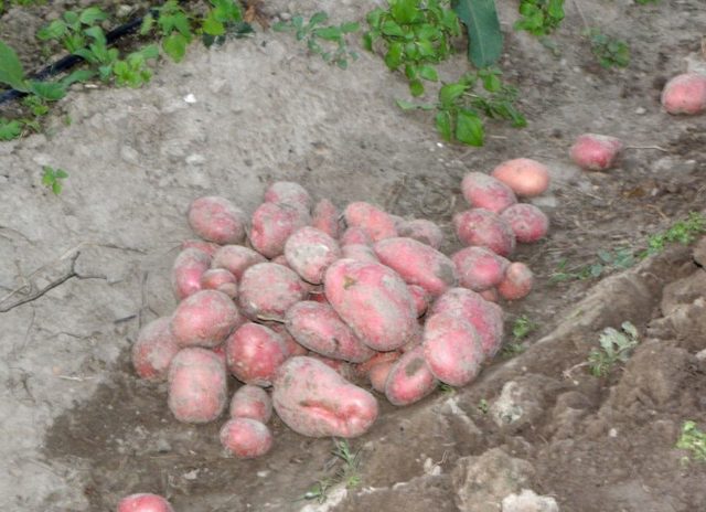 Лучшие сорта картофеля для Южного и Среднего Урала: семенного, новые, отзывы