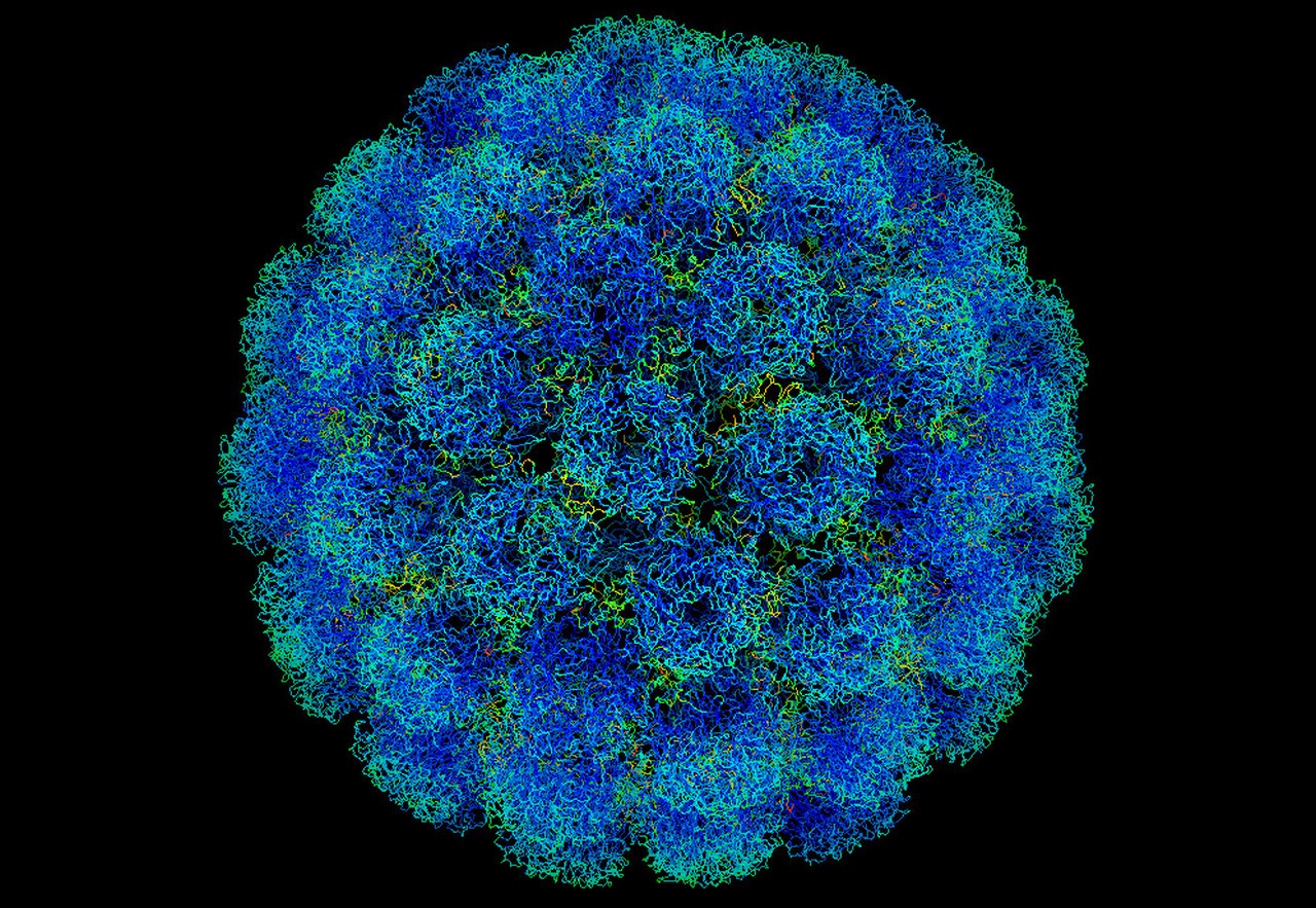 Миллионы людей были инфицированы вирусом SV40, так как в 1960-х годах он содержался в вакцине против вируса полиомиелита.