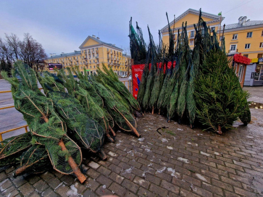 В Воскресенске начали работу ёлочные базары