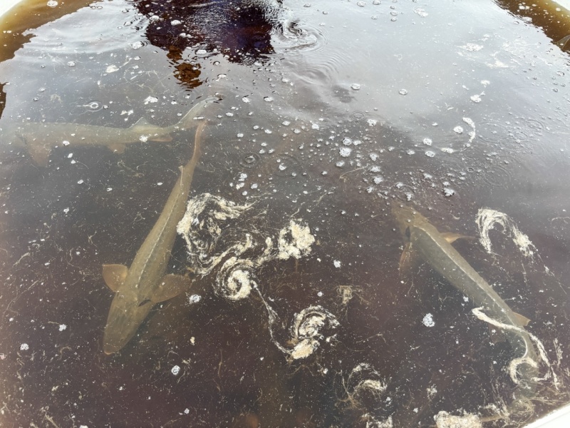 Возрождение Иртыша: Молодежь и МЧС Югры объединились ради сибирского осетра