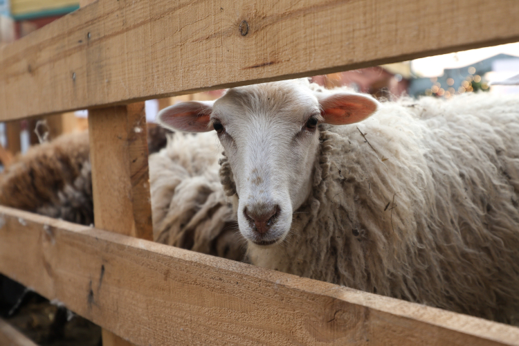 По последним данным, в регионе порядка 2,6 тыс. фермерских и 401 тыс. личных подсобных хозяйств (ЛПХ)