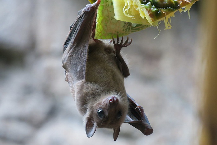 египетская летучая собака.jpg