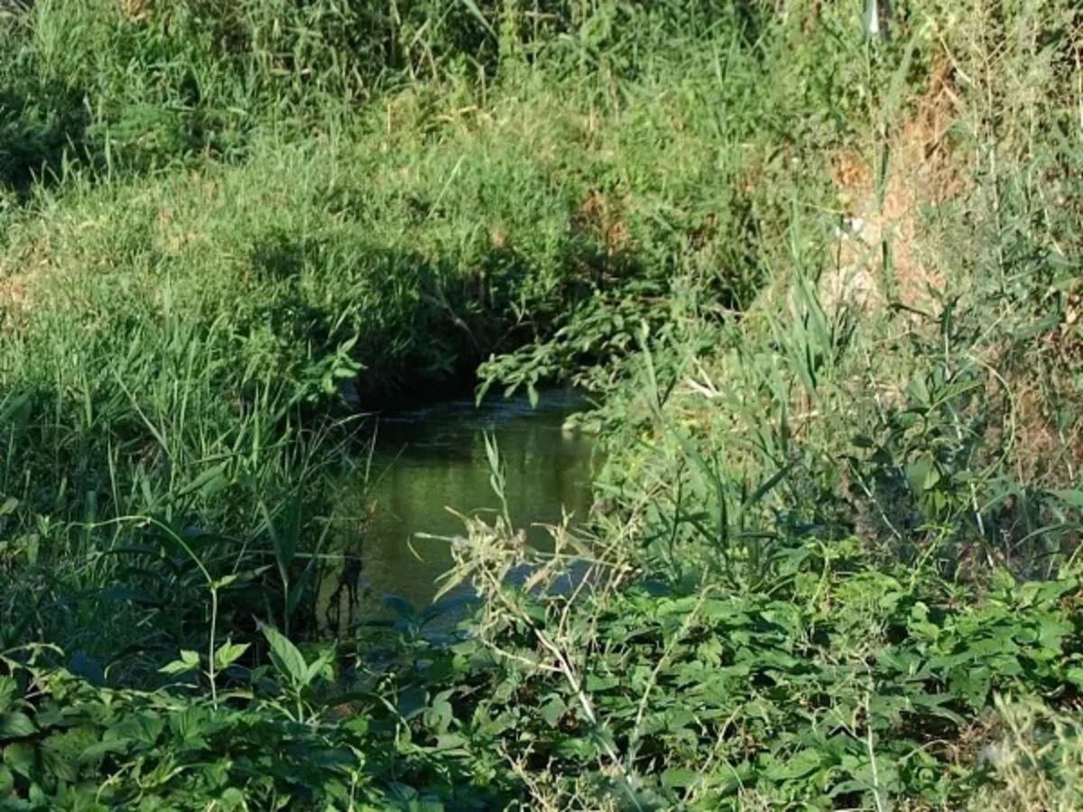 В водоем Малая Черепаха в Таганроге попали сточные воды