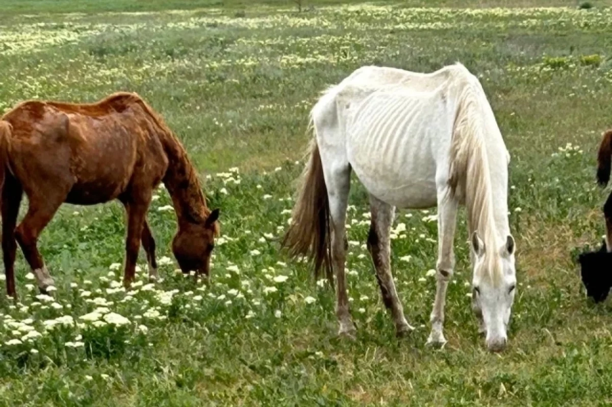 Истощённые лошади на территории конезавода.