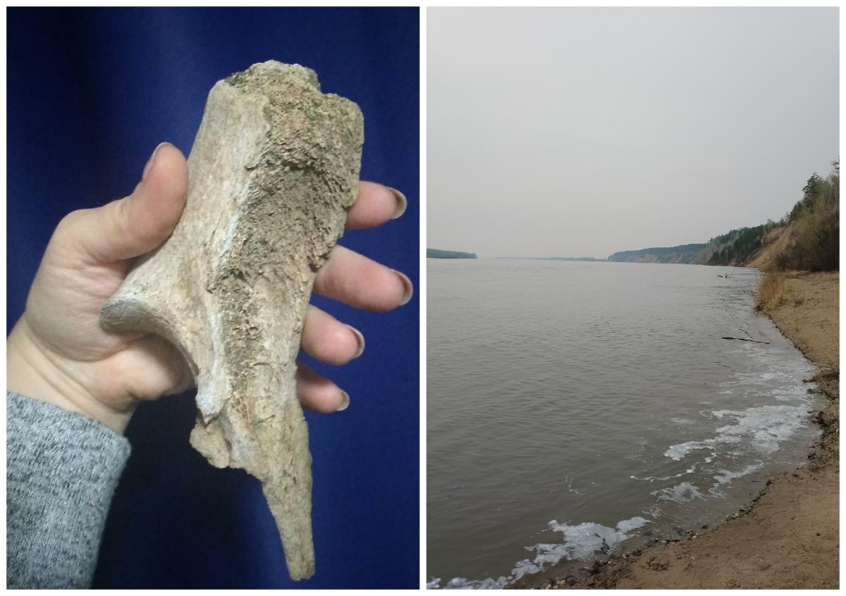 Нашли бизона. Каменные берега Оби в Новосибирске. Карта находок костей Мамонтов.