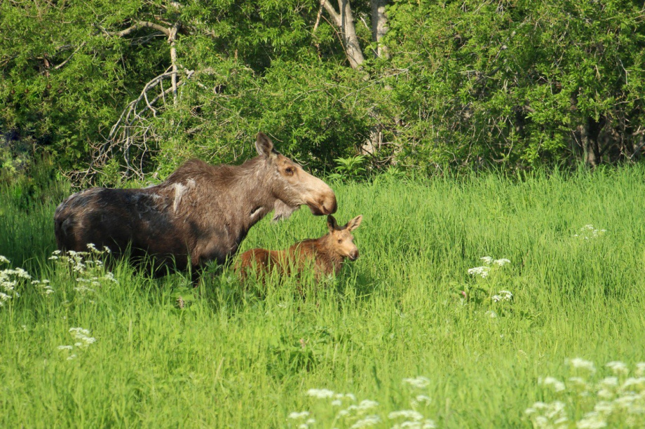 Тайны копытных Камчатки откроют на уникальной лекции Владимира Гордиенко. @kronoki. Фотография 2