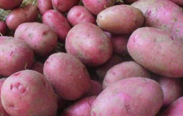 Лучшие сорта картофеля для Южного и Среднего Урала: семенного, новые, отзывы